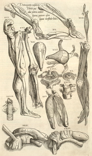 [Decimaquinta Musculoru, Pl.19 of Geminus, 1545 (ai0237)]