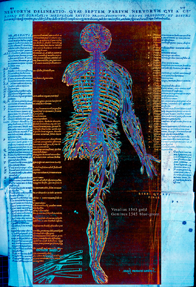 [Link to superposition of hepatic portal venous circulation. Click for larger image (1Mb)]